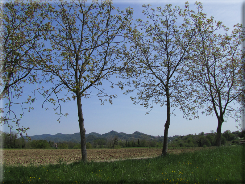 foto Paesaggi Collinari in Primavera